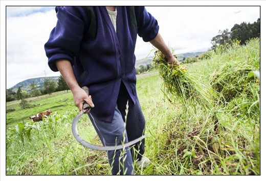 Women in rural Colombia undertake heavy workloads in their everyday. As caregivers, women undertake the domestic labour of household chores, the reproductive work of bearing and raising children and the agricultural and caring for animals labour. 