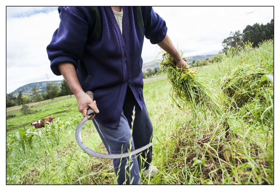 Women in rural Colombia undertake heavy workloads in their everyday. As caregivers, women undertake the domestic labour of household chores, the reproductive work of bearing and raising children and the agricultural and caring for animals labour. 
