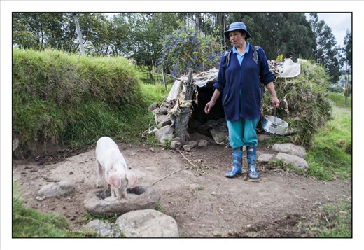Lucia feeds her pig in her farm. She built its shelter and bought the pig as an investment to have some extra money.