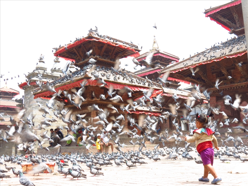 a little girl plays with pigeons