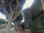 Cool house and tree in dogtown: by vickey84, Views[237]