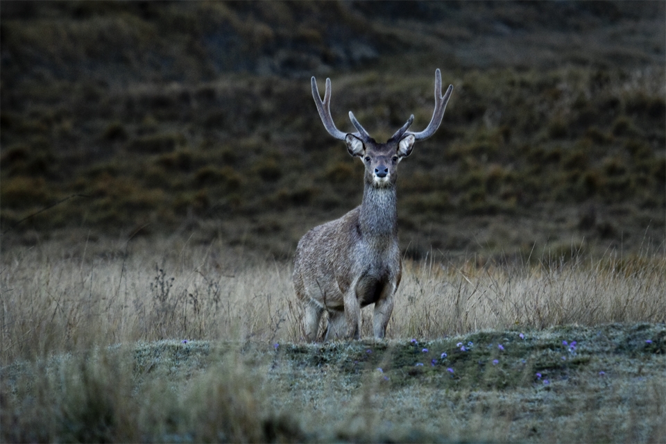 The animals are aware of the presence of the hunters.