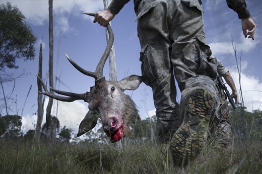 Animals which are deemed unmerchantable are culled.