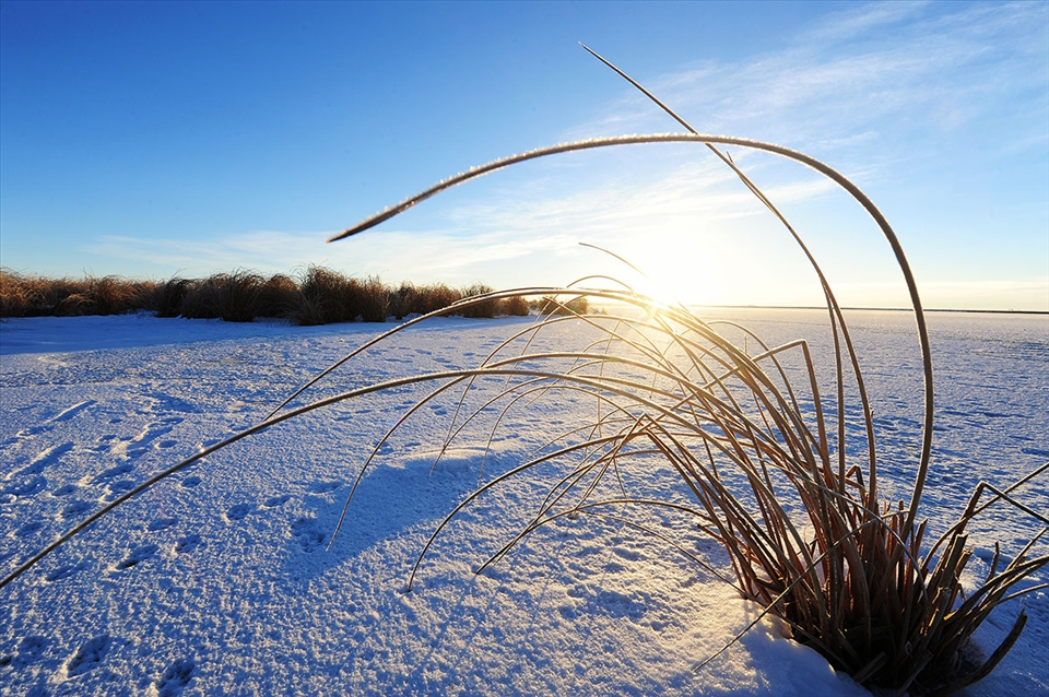 A lake is covered by snow, but the reeds are still alive, waiting for spring