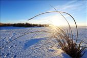 A lake is covered by snow, but the reeds are still alive, waiting for spring: by victorliu, Views[244]