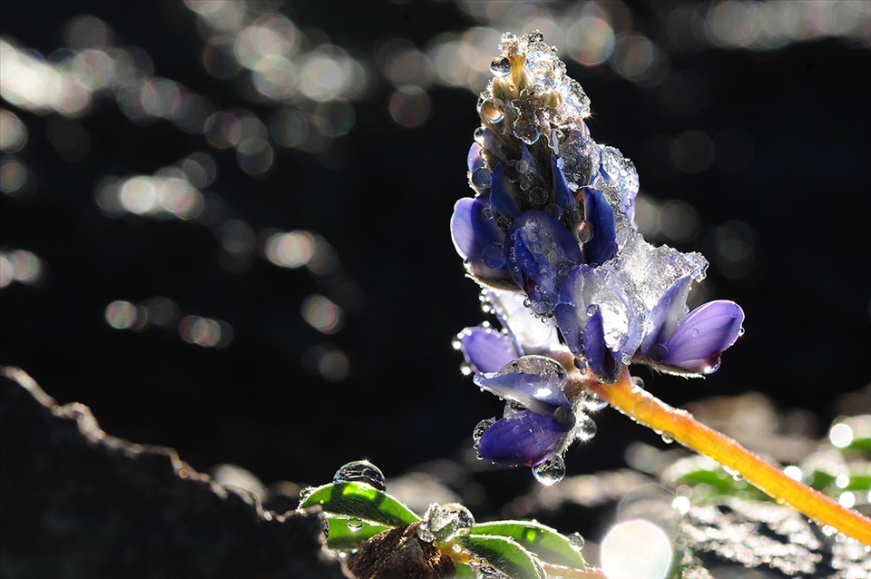 Early spring, flowers can still sometimes be covered by frost and ice