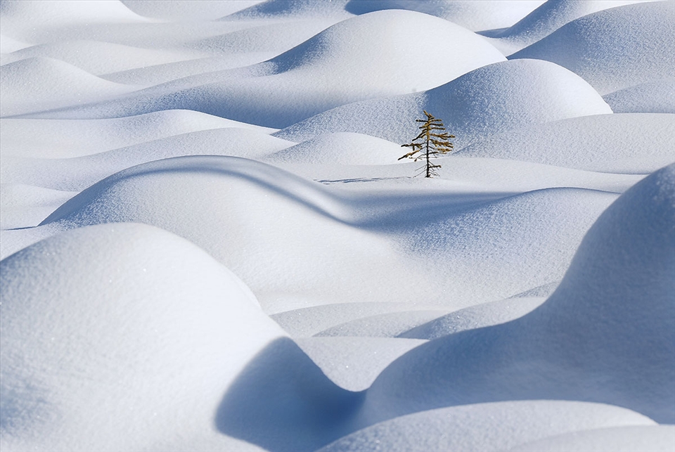 A little tree is standing in the snow waves of Japser national park