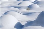 A little tree is standing in the snow waves of Japser national park: by victorliu, Views[234]