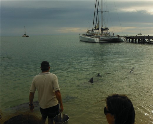 Great gift for my birthday! Spend the morning with Dolphins at Monkey Mia, WA.