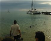 Great gift for my birthday! Spend the morning with Dolphins at Monkey Mia, WA.: by vidaloca, Views[213]