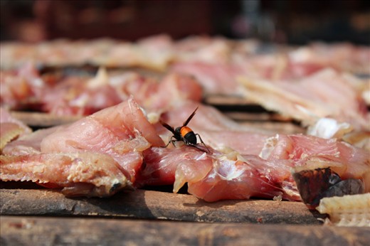 It is a hard life. Some people sell meat some fish to survive and struggle each day to sell their product. Until somebody buys the fish the raw meat is nothing more but a feast for flies. 