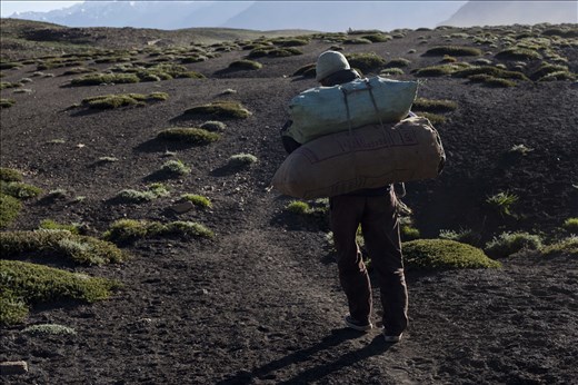 The shepherd heads home, with collected dung to burn as fuel in the winter