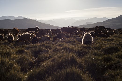 Sheep making love in the Himalayan pasture