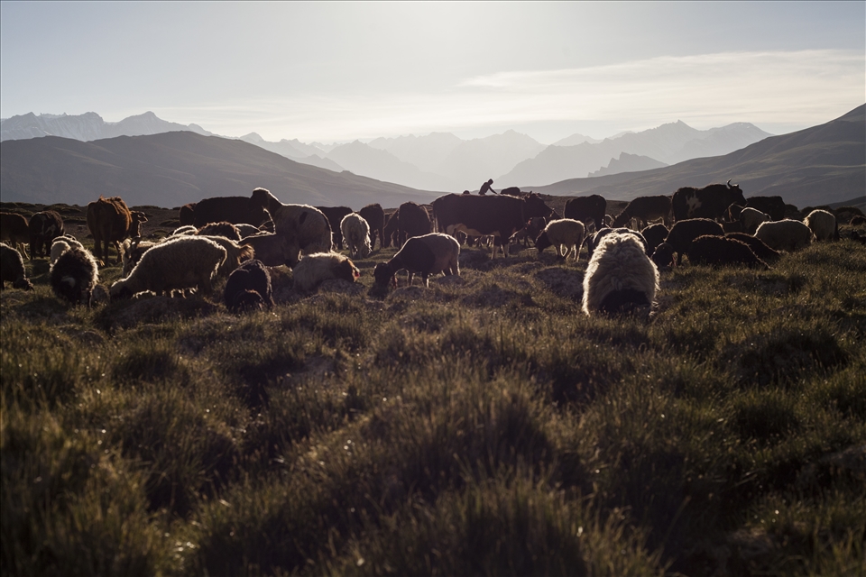 Sheep making love in the Himalayan pasture