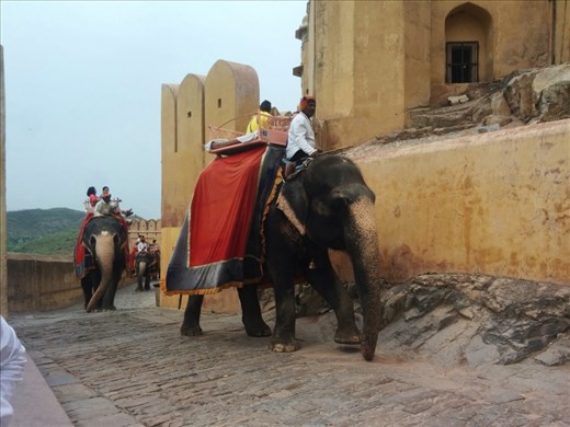 Elephants carrying tourists up the hill