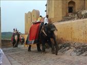 Elephants carrying tourists up the hill: by violet, Views[232]