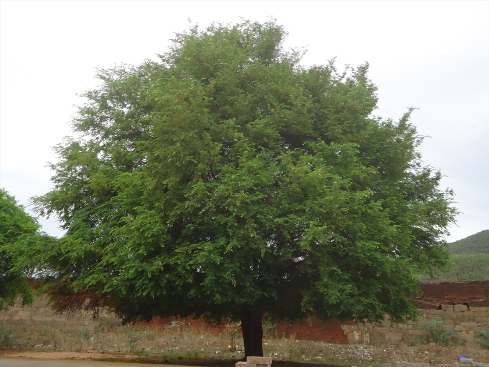 nature beauty of azhagar malai