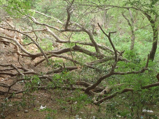 opps! see the roots of a tree