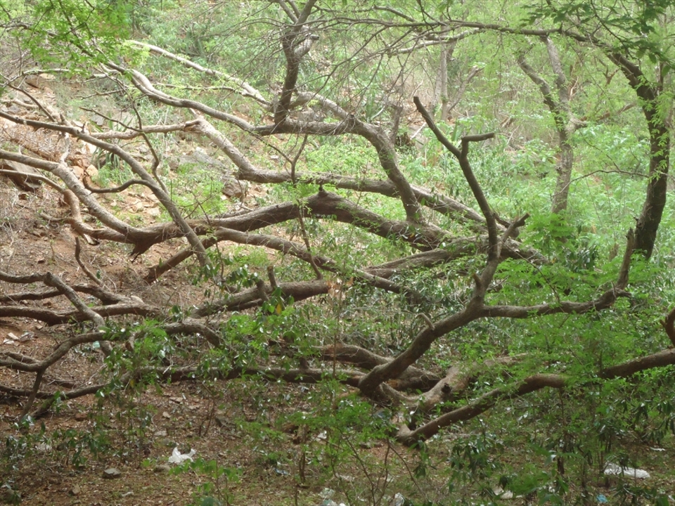 opps! see the roots of a tree