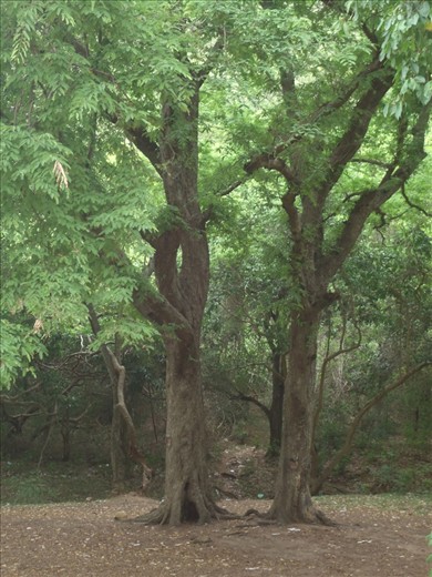 friendship of the nature

