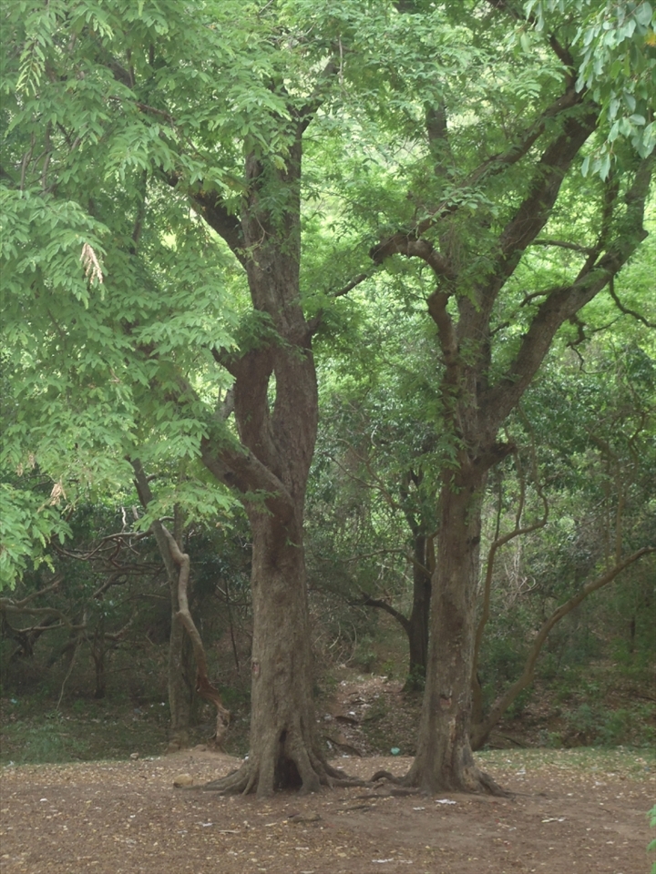 friendship of the nature

