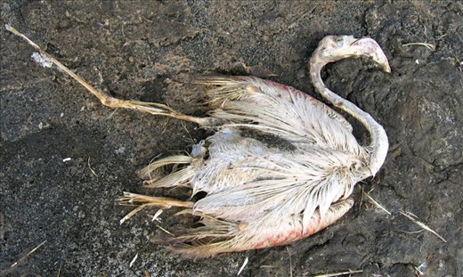 Vulnerable flamingoes cannot adapt to environmental pressure.