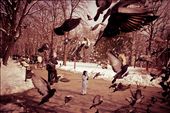 The boy's game with pigeons in winter on Belgrade Fortress, Kalemegdan, Serbia.: by vojkan, Views[780]