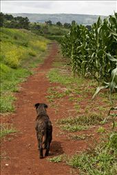 Dear but ferocious Otto guarding the corn. HIS corn.

At the end of the path, the mountains divide the border of South African and Swaziland.: by vvone, Views[1013]