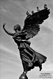 Wait to fly.
Pidgeons on an angel's wing at Parque Centenario.: by vvone, Views[660]