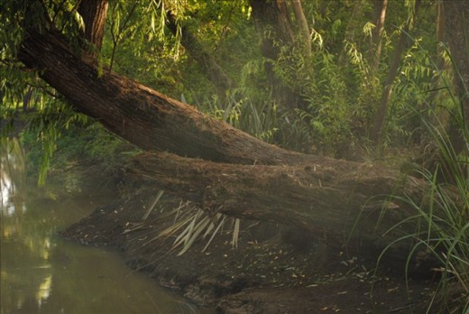 Dagobah in Argentina.