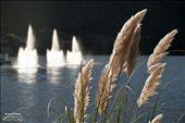 Fox tails & International Hotel's fountain in the lake of El Potrero de los Funes.: by vvone, Views[443]
