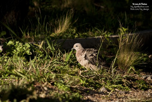 A wild pidgeon in the bushes, near Potrero de los Funes.