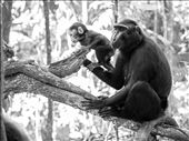 A baby black crested macaque makes an attempt to escape from his mother.: by wademan1712, Views[496]