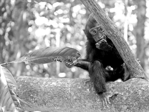 A young black crested cautiously macaque peeks out from behind a limb.