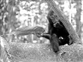 A young black crested cautiously macaque peeks out from behind a limb.: by wademan1712, Views[441]