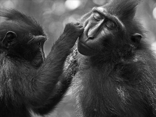 The serene look on a macaques face shows how much they reslish physical contact.