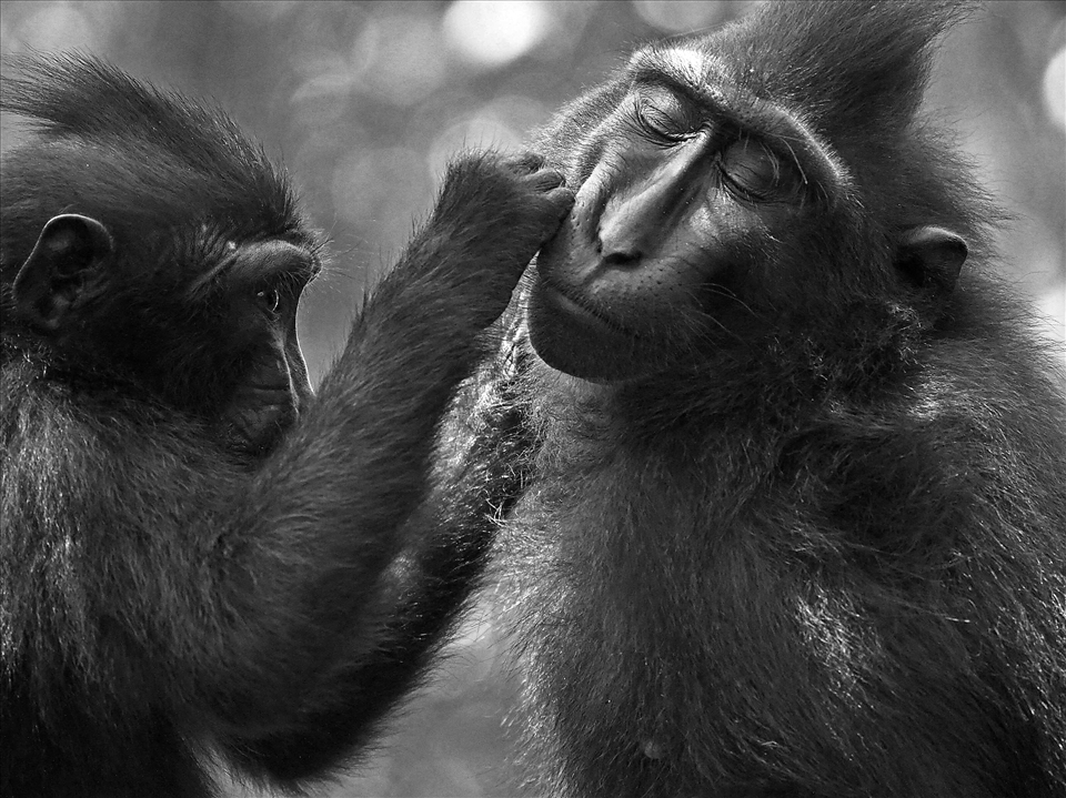 The serene look on a macaques face shows how much they reslish physical contact.