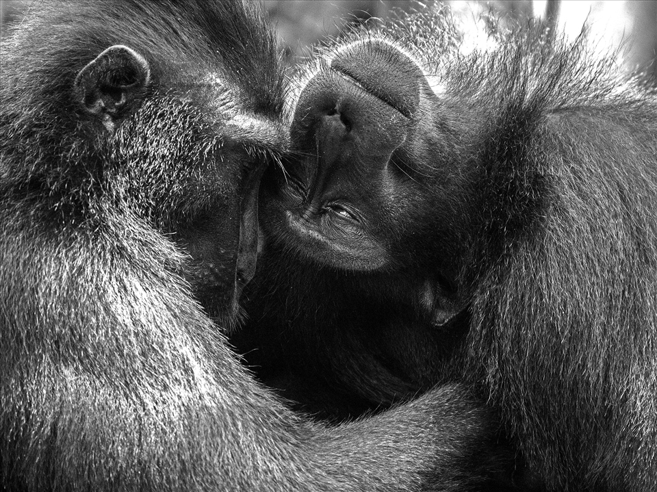 Two adult macaques share an intimate moment during a grooming session.