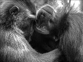 Two adult macaques share an intimate moment during a grooming session.: by wademan1712, Views[448]