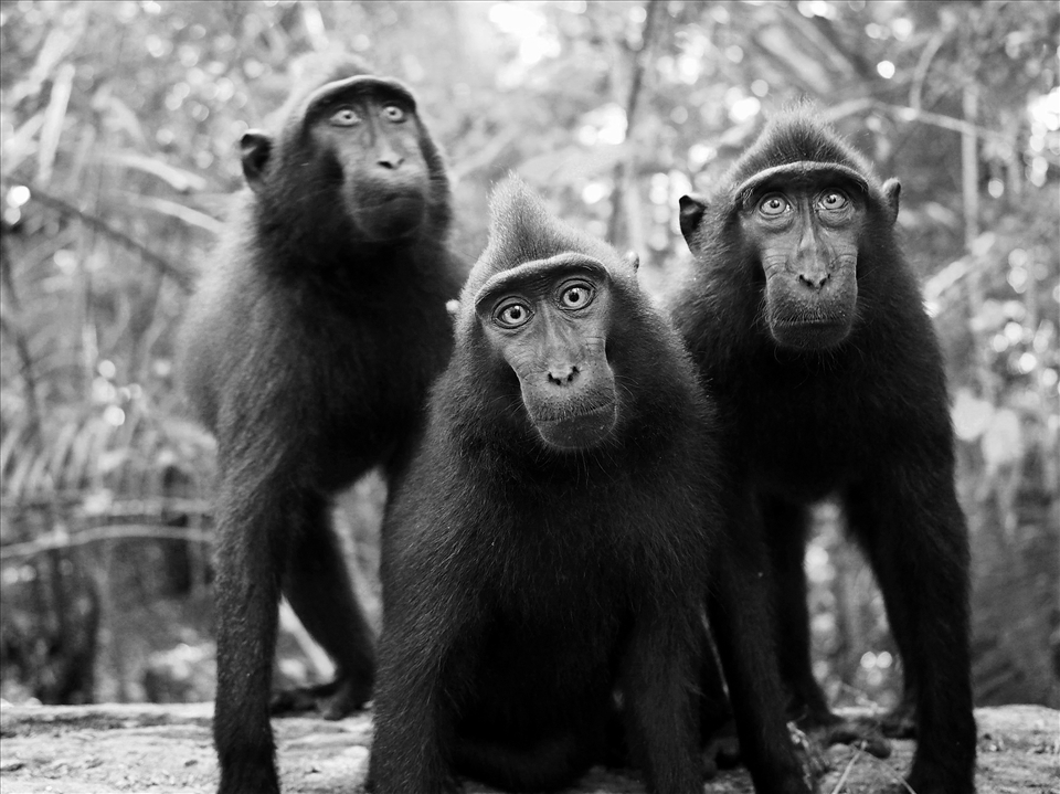 The expressions on these faces mean they're about to cause some trouble!