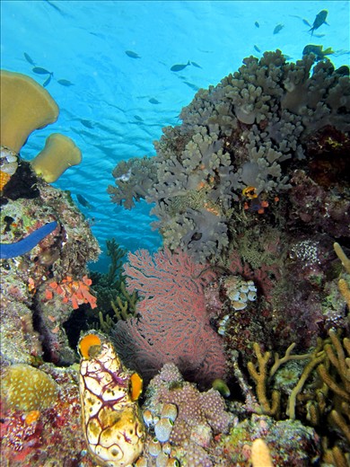 the beauty of wakatobi