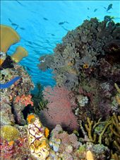 the beauty of wakatobi: by wakatobi, Views[557]