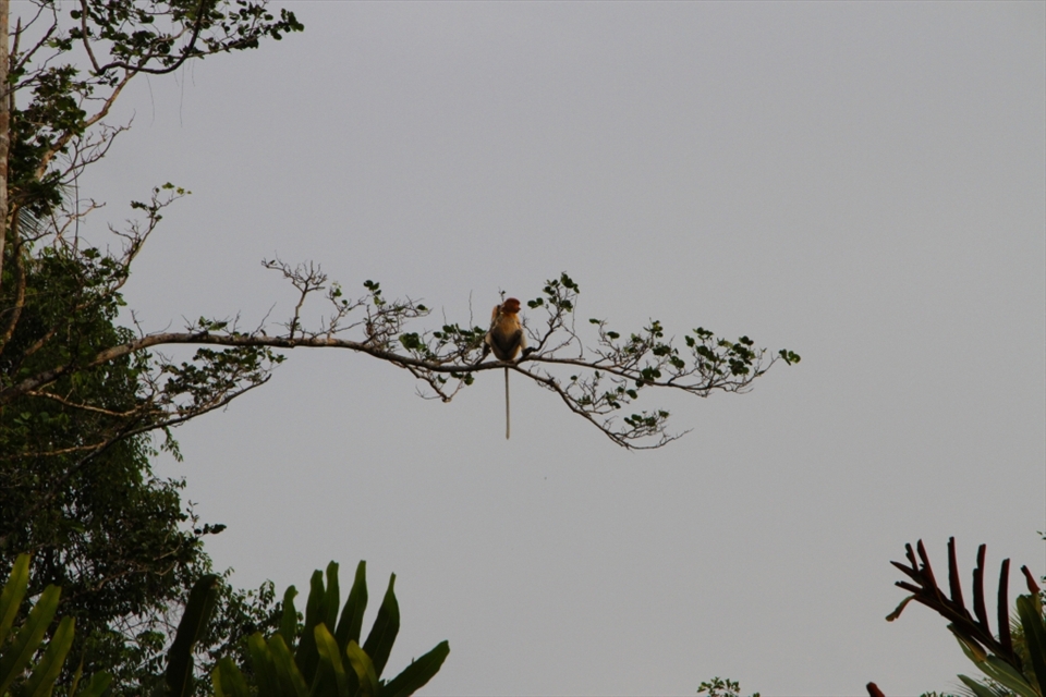 This was taken in the Klias Wetlands in Borneo and is an increasingly rare image, to be able to see a Proboscis monkey in the wild. Not many people know that they are more endangered than the Orang-utan. There are fewer than 60,000 Orang-utans left and only around 15,000 Proboscis Monkeys. 