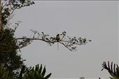 This was taken in the Klias Wetlands in Borneo and is an increasingly rare image, to be able to see a Proboscis monkey in the wild. Not many people know that they are more endangered than the Orang-utan. There are fewer than 60,000 Orang-utans left and only around 15,000 Proboscis Monkeys. : by walkaboutthekimberleys, Views[596]