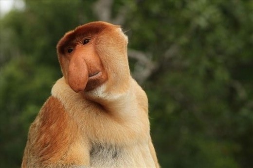 If he could talk what would he say? Stop destroying my habitat? The expression of sadness on this male Proboscis monkey says it all. Very soon, in order to see one of these bizarre looking mammels you will have no choice but to visit a zoo or a 