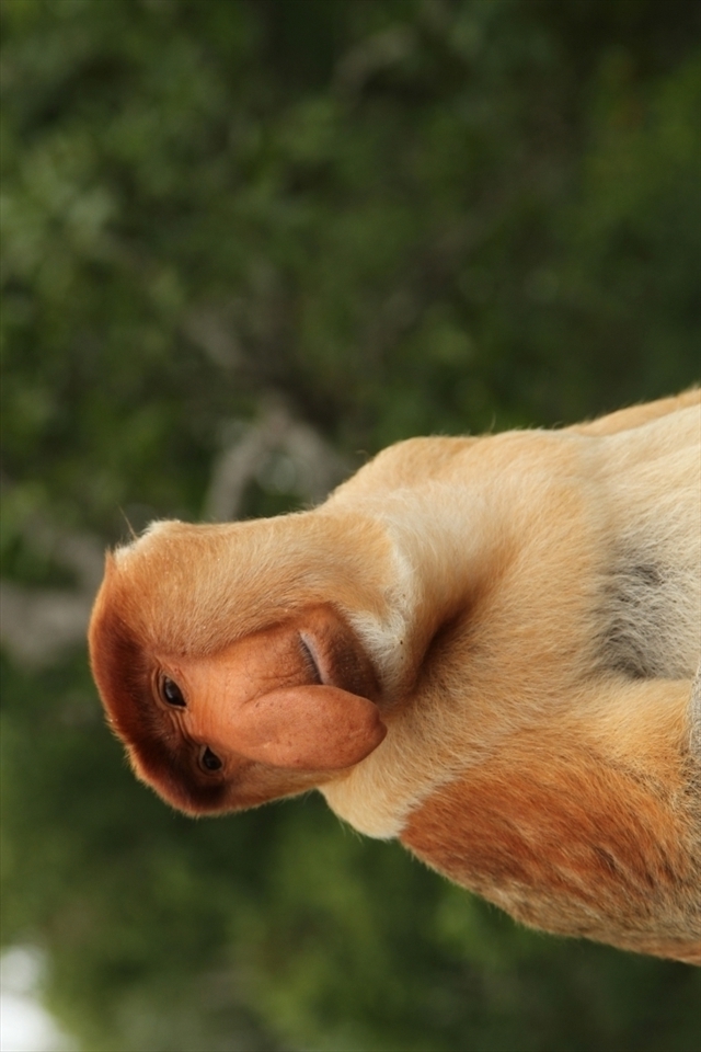If he could talk what would he say? Stop destroying my habitat? The expression of sadness on this male Proboscis monkey says it all. Very soon, in order to see one of these bizarre looking mammels you will have no choice but to visit a zoo or a 