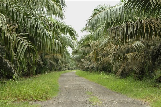 This is the entrance to Labuk Bay Proboscis monkey sanctuary. Not very impressive and not very interesting you might say. I should title this picture 
