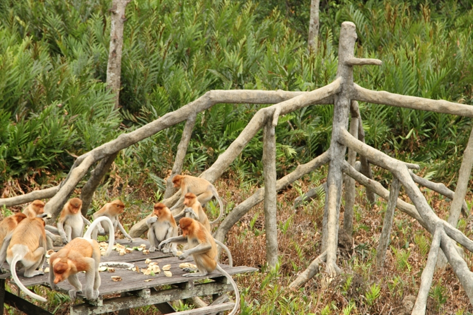 At Labuk Bay, the Proboscis monkeys are fed on platforms opposite viewing areas for tourists.  In the wild, they don't only feed at 10:30am & 3pm daily... I think they made a spelling mistake on the sign out front, what they meant to spell was A-T-T-R-A-C-T-I-O-N. 