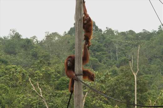 The Samboja Sanctuary is more like an actual sanctuary. This one cares for Orang-utans that have been orphaned or have had their habitat destroyed. They are the poster-child for the campaign to stop deforestation in Borneo and other parts of Malaysia.