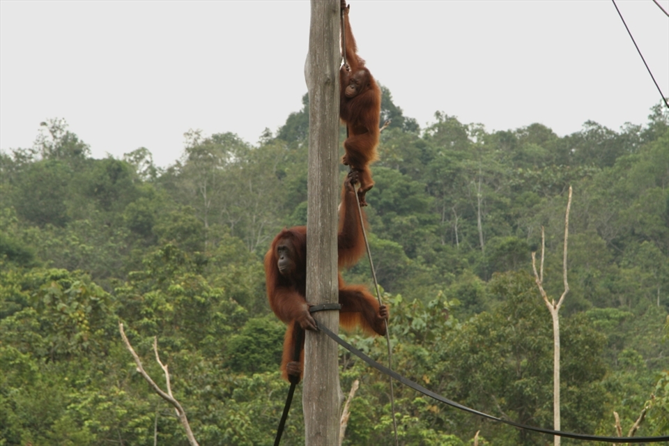 The Samboja Sanctuary is more like an actual sanctuary. This one cares for Orang-utans that have been orphaned or have had their habitat destroyed. They are the poster-child for the campaign to stop deforestation in Borneo and other parts of Malaysia.